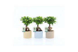 Ficus microcarpa ginseng Ficus micr. Ginseng in Ibiza keramiek 1 pp