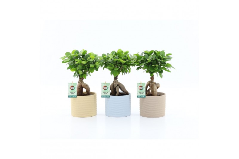 Ficus microcarpa ginseng Ficus micr. Ginseng in Ibiza keramiek 1 pp Ficus microcarpa ginseng Ficus micr. Ginseng in Ibiza keramiek 1 pp