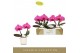 Phalaenopsis paars Singolo & Co - Hida - 2 bloem - Lazio White 