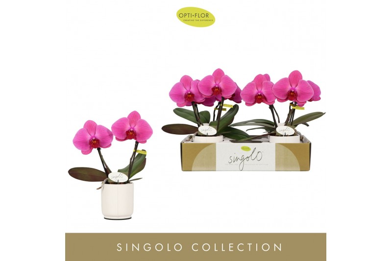 Phalaenopsis paars Singolo & Co - Hida - 2 bloem - Lazio White 