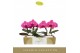 Phalaenopsis paars Singolo & Co - Hida - 2 bloem - Lazio White 