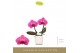 Phalaenopsis paars Singolo & Co - Hida - 2 bloem - Lazio White 