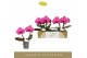 Phalaenopsis paars Singolo & Co - Hida - 2 bloem 
