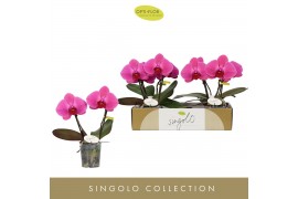 Phalaenopsis paars Singolo & Co - Hida - 2 bloem