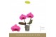 Phalaenopsis paars Singolo & Co - Hida - 2 bloem 