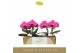Phalaenopsis paars Singolo & Co - Hida - 2 bloem 
