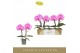 Phalaenopsis paars Singolo & Co - Victorio - 2 bloem 