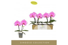 Phalaenopsis paars Singolo & Co - Victorio - 2 bloem