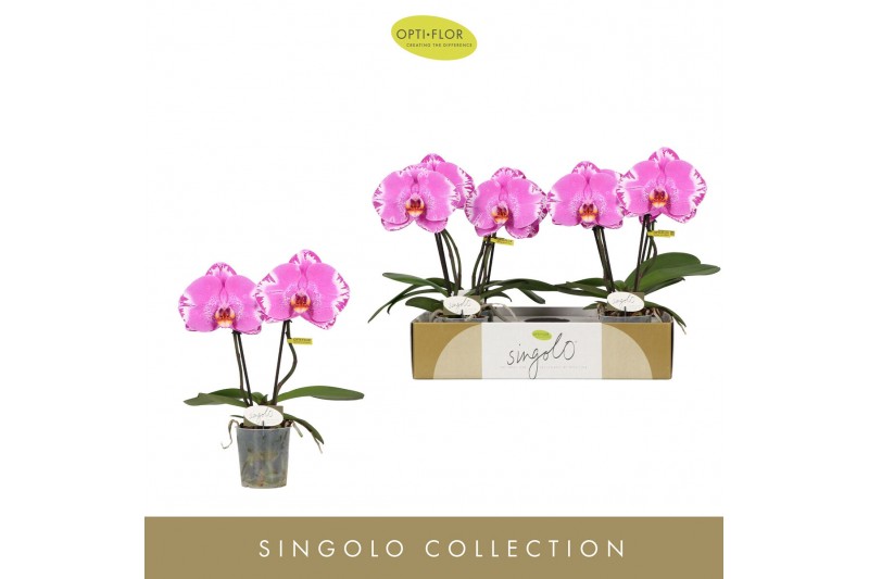 Phalaenopsis paars Singolo & Co - Victorio - 2 bloem 