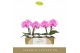 Phalaenopsis paars Singolo & Co - Victorio - 2 bloem 