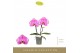 Phalaenopsis paars Singolo & Co - Victorio - 2 bloem 