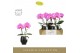Phalaenopsis paars Singolo & Co - Victorio - 2 bloem - Abruzzo Black A 