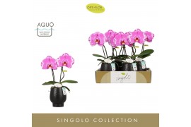 Phalaenopsis paars Singolo & Co - Victorio - 2 bloem - Abruzzo Black A