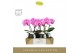Phalaenopsis paars Singolo & Co - Victorio - 2 bloem - Abruzzo Black A 