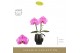 Phalaenopsis paars Singolo & Co - Victorio - 2 bloem - Abruzzo Black A 