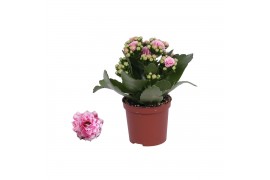 Kalanchoe rosalina alano bicolor wit/roze, Zonder hoes