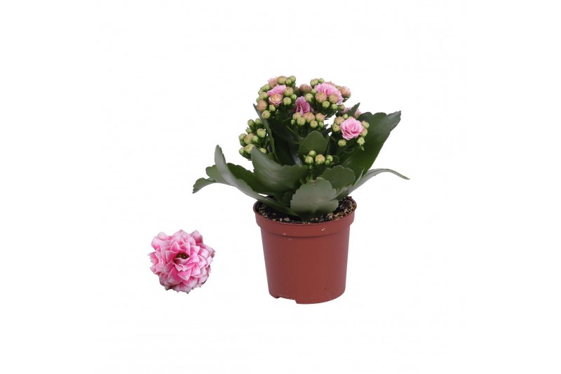 Kalanchoe rosalina alano bicolor wit/roze, Zonder hoes 