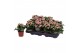 Kalanchoe rosalina alano bicolor wit/roze, Zonder hoes 