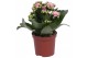 Kalanchoe rosalina alano bicolor wit/roze, Zonder hoes 