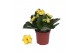 Kalanchoe rosalina don amarillo Kalanchoe Rosalina 07cm Don Amarillo g 