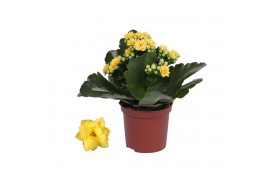 Kalanchoe rosalina don amarillo Kalanchoe Rosalina 07cm Don Amarillo g