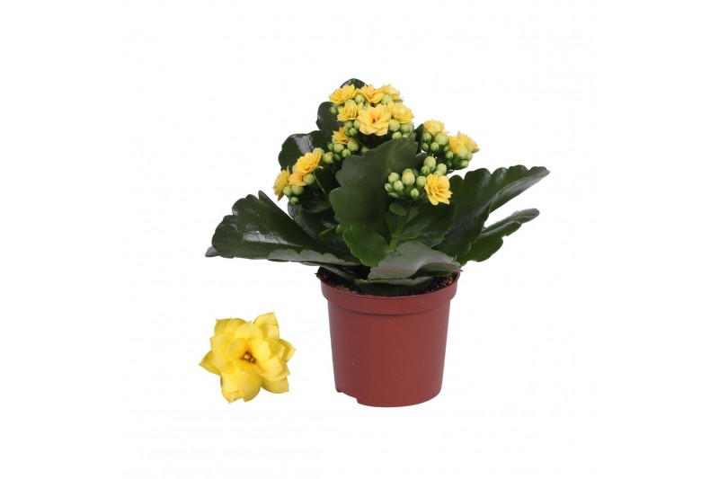 Kalanchoe rosalina don amarillo Kalanchoe Rosalina 07cm Don Amarillo g 