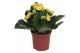 Kalanchoe rosalina don amarillo Kalanchoe Rosalina 07cm Don Amarillo g 
