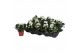 Kalanchoe rosalina don dione Kalanchoe Rosalina 07cm Don Dione wit, Zo 