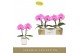 Phalaenopsis paars Singolo & Co - Victorio - 2 bloem - Lazio White 