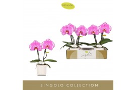 Phalaenopsis paars Singolo & Co - Victorio - 2 bloem - Lazio White