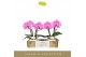 Phalaenopsis paars Singolo & Co - Victorio - 2 bloem - Lazio White 