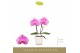 Phalaenopsis paars Singolo & Co - Victorio - 2 bloem - Lazio White 