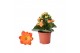 Kalanchoe rosalina don pedro Zonder hoes 