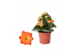 Kalanchoe rosalina don pedro Zonder hoes