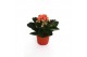 Kalanchoe rosalina don pedro Zonder hoes 