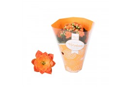 Kalanchoe rosalina don pedro in oranje hoes