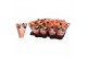 Kalanchoe rosalina don pedro in oranje hoes 