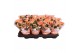 Kalanchoe rosalina don pedro in oranje hoes 