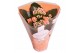 Kalanchoe rosalina don pedro in oranje hoes 