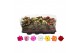 Kalanchoe rosalina mix in trayfolie 