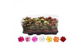 Kalanchoe rosalina mix in trayfolie