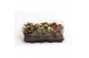 Kalanchoe rosalina mix in trayfolie 