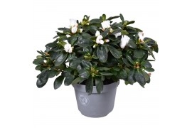 Rhododendron simsii witte vogel