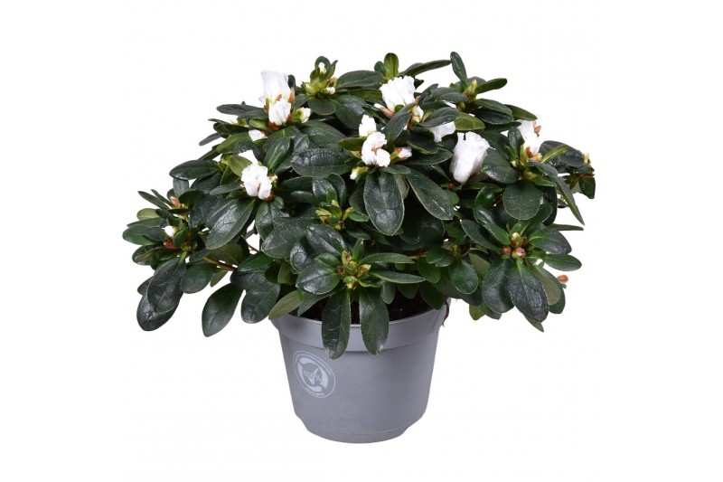 Rhododendron simsii witte vogel 