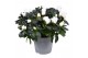Rhododendron simsii witte vogel 