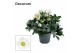Helleborus niger mon blanc XL + etiket Decorum 