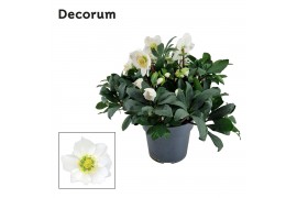 Helleborus niger mon blanc XL + etiket Decorum