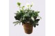 Helleborus niger christmas carol excellent in seagrass mand 