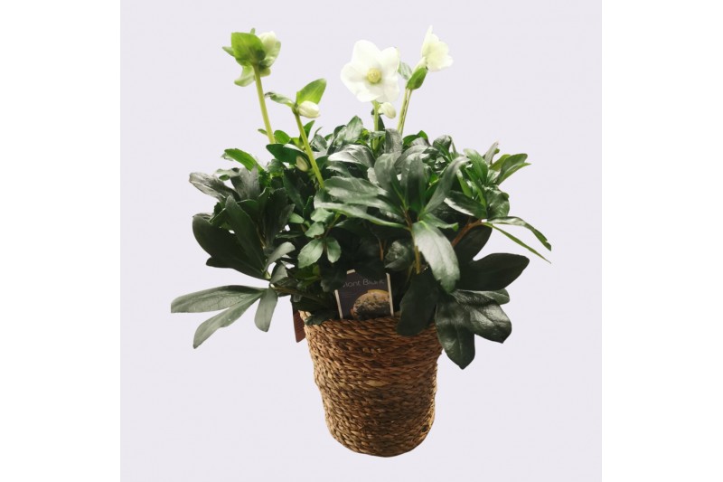 Helleborus niger christmas carol excellent in seagrass mand Helleborus niger christmas carol excellent in seagrass mand