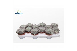 Echeveria Echeveria Rosea 1 bl.